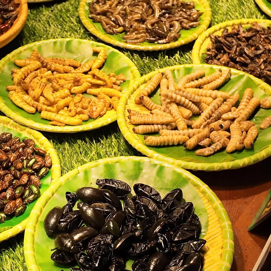 Two plates of bamboo worms next to silkworm pupae