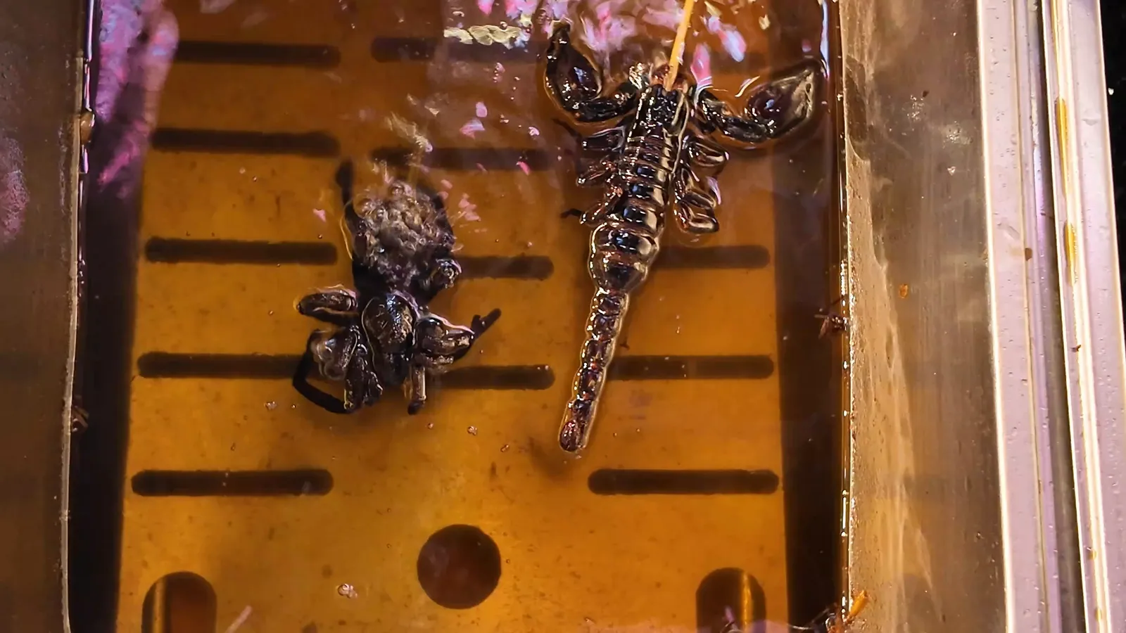 Scorpion skewers frying in hot oil at a Kunming street stall