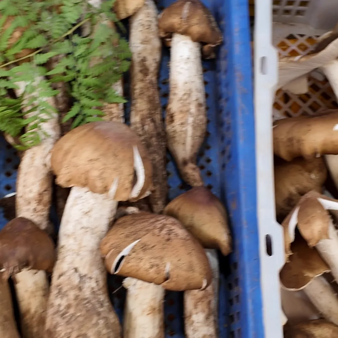 Blue basket of fresh matsutake mushrooms