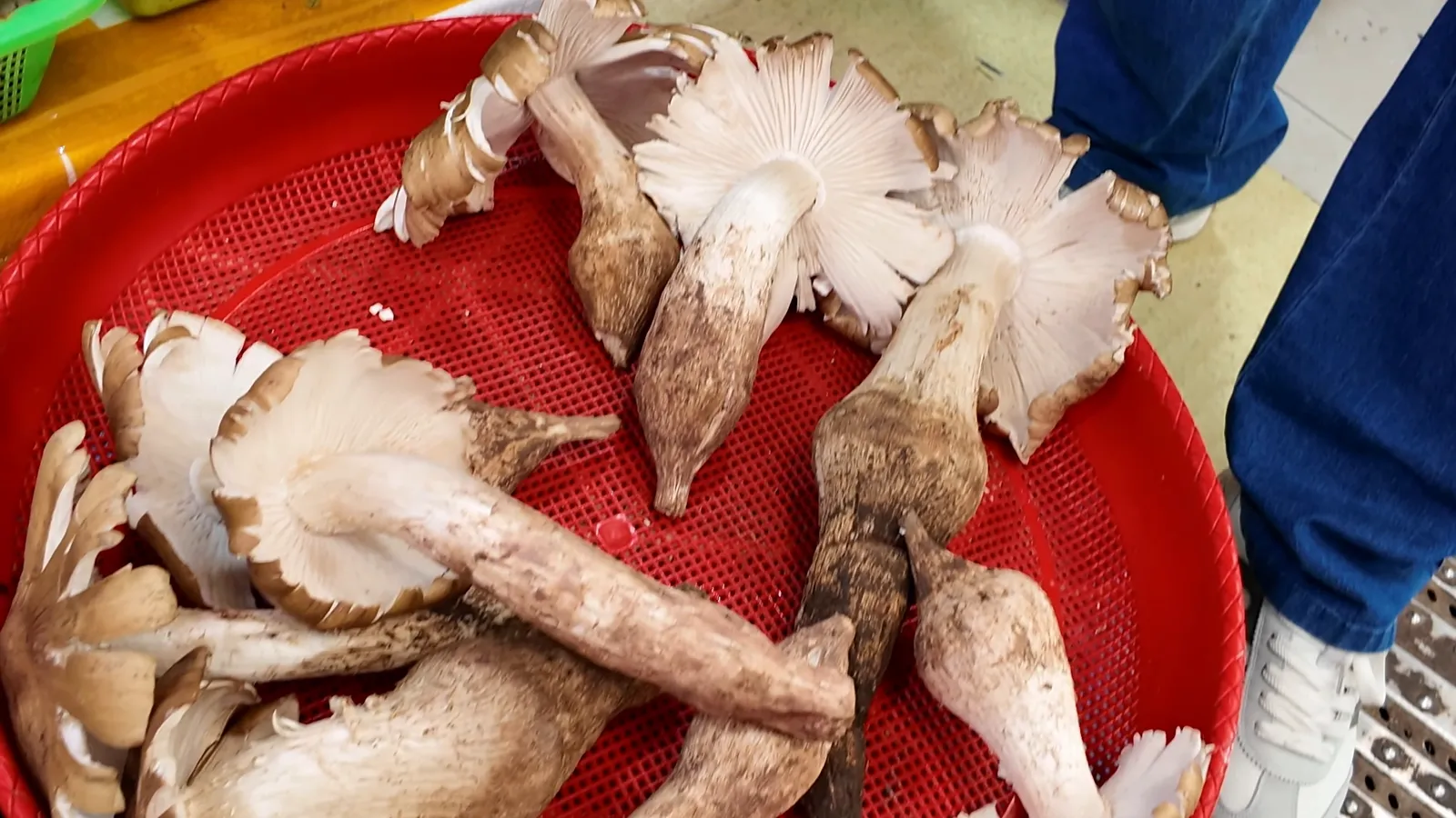 Red tubs of matsutake and other wild mushrooms at a Yunnan market